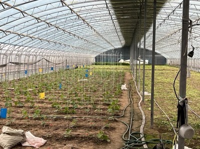 推動(dòng)特菜輕簡化綠色高效種植技術(shù)“落地生根”——熊愛生教授指導(dǎo)宿遷特色蔬菜與芹菜種質(zhì)資源建設(shè)